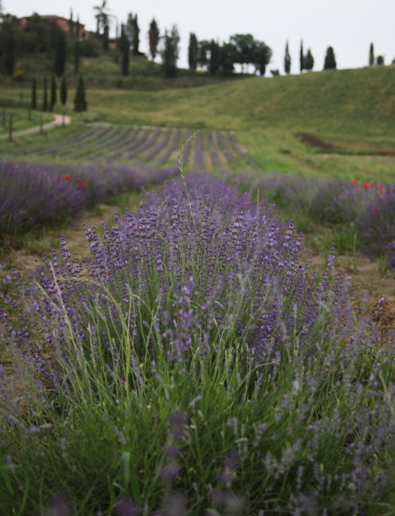 Lavender field in Tuscany