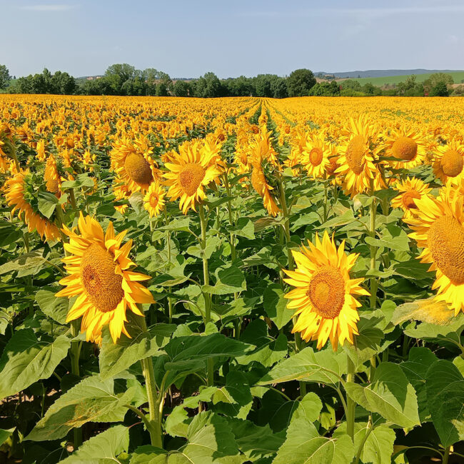 Countryside in Tuscany, landscape sunflowers