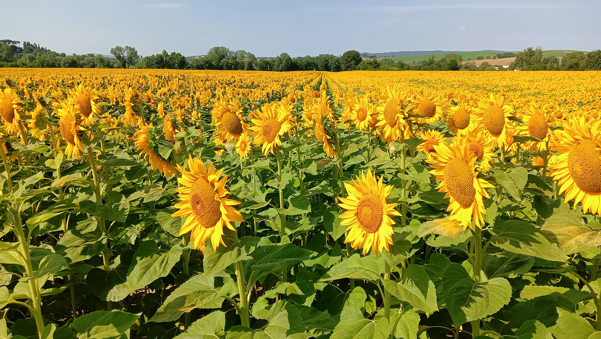 Countryside in Tuscany, landscape sunflowers