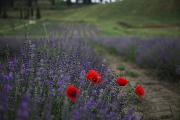 Lavender and sustainable farming