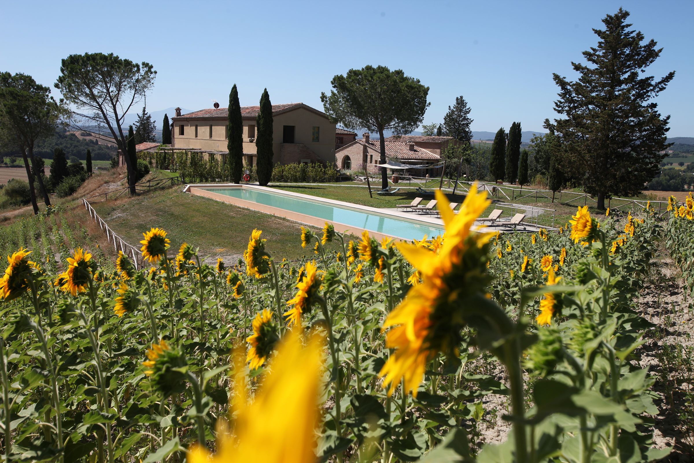 Tenuta d'Arbia with Sunflowers