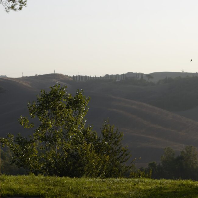 Tenuta d'Arbia View