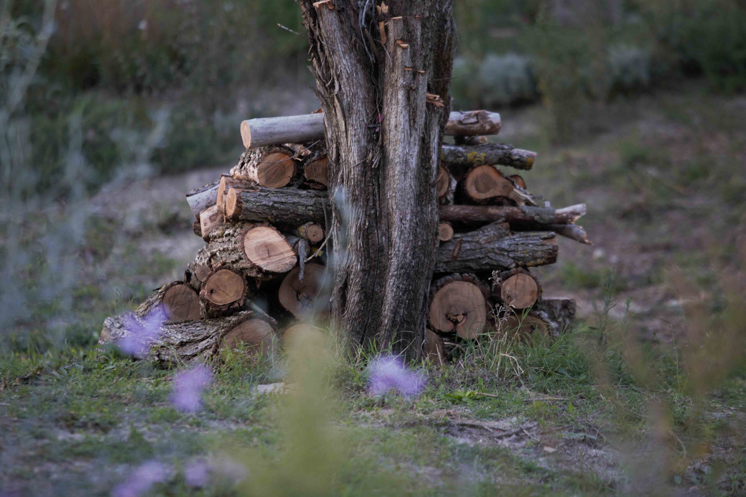 cipresso e olmo